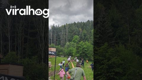 Men Race To Falling Treetop During Traditional Celebration || ViralHog
