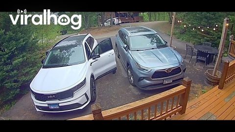 Gatlinburg Black Bear Knows To Try Car Doors || ViralHog