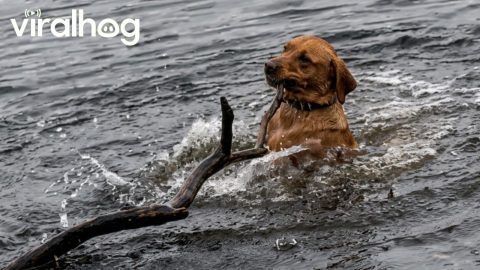 Stubborn Dog Tries to Drag Whole Tree Out of Water || ViralHog