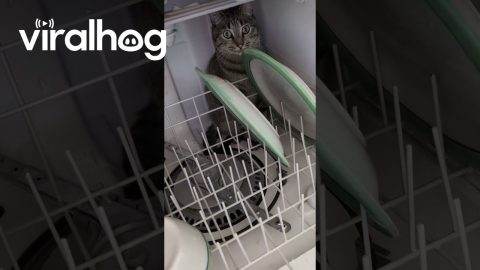 Cat Won't Let Me Close the Dishwasher || ViralHog