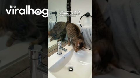 Tap Water Cat Freestyle || ViralHog
