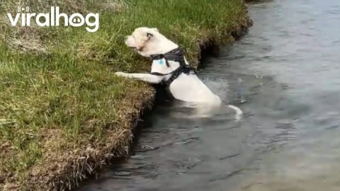 Pitty Rolling on the Beach Accidentally Rolls into the Water || ViralHog