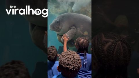 Kids Meet Manatee at Aquarium || ViralHog