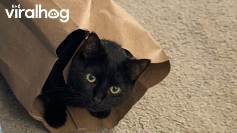 Behold, Coal: Eater of Worlds. The Thing That Fear Itself Hides From! || ViralHog