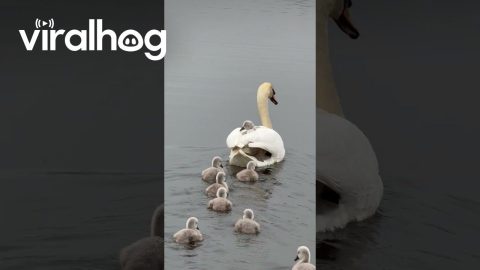 Swan Cygnets Hitch a Ride on Mom || ViralHog