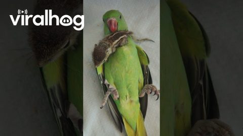 Baby Squirrel Rests on Parrot's Belly || ViralHog