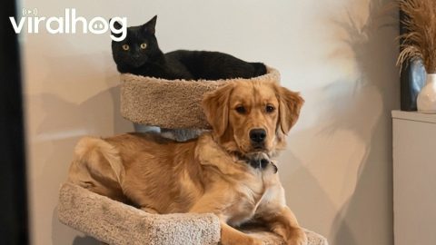 Dog Fully Believes He’s a Cat || ViralHog