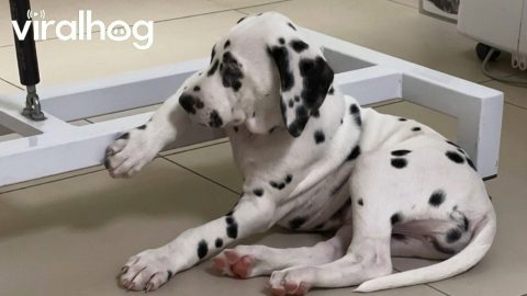 Dalmatian Puppy Acting Cool at the Vet || ViralHog