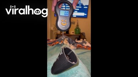 Weighing New Born Kitten || ViralHog