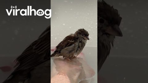 Rescued House Sparrow Takes a Bath With Mom || ViralHog