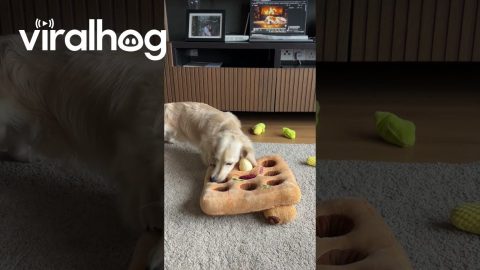 Dachshund Has No Patience for Mental Enrichment Puzzle || ViralHog