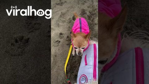 Clumsy Pupper Does a Flip || ViralHog