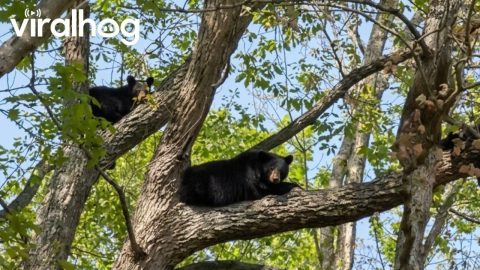 Black Bears Crash Wedding || ViralHog