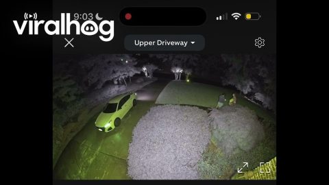Delivery Driver Forgets to Put Car in Park || ViralHog