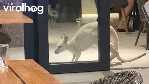 Kangaroo Trying to Skip the Restaurant Guest List || ViralHog