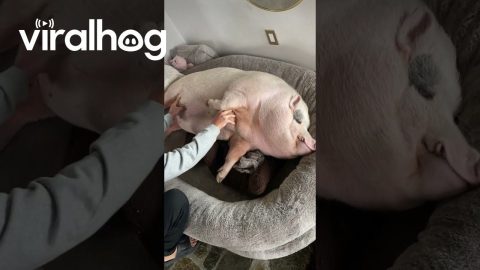 Mr. Pig Loves Belly Rubs || ViralHog