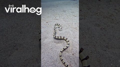 Striped Snake Eel Diving Into Sand || ViralHog