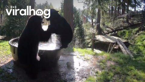 Black Bears Enjoy Spring Splash At Oregon Zoo || ViralHog