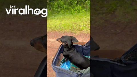 Partially Paralyzed Dachshund Enjoys Walk From Stroller || ViralHog