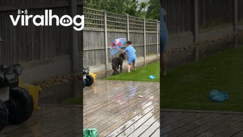 Little Boy Keeps His Dog Dry in the Rain || ViralHog