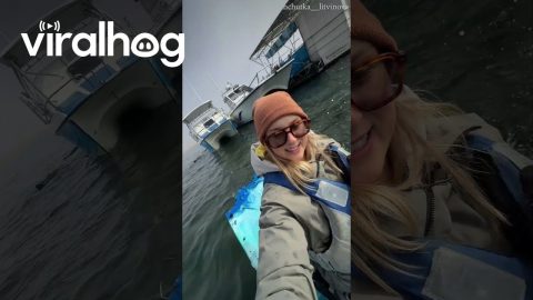 Seals Climb On Kayak For Cuddles || ViralHog