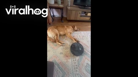 Unbothered Pup Just Wants to Lay Down || ViralHog