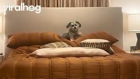 Dog Burrows Under Warm Blankets || ViralHog