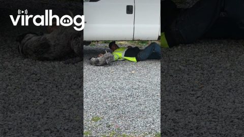 Velcro Pup Won't Let Dad Work on Truck || ViralHog