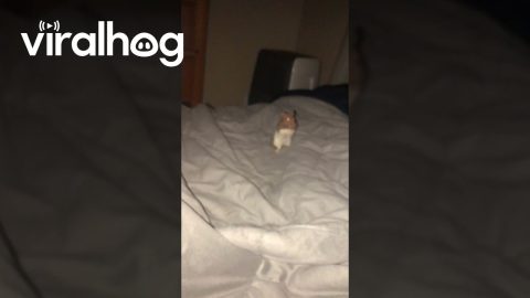 Woke Up to My Hamster Staring at Me at 3 AM || ViralHog