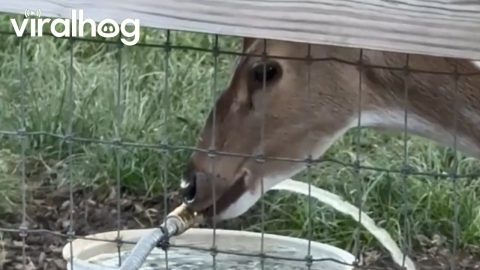 Spotted Axis Deer Trying to Gulp Down Water From Hose || ViralHog