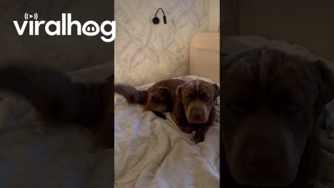 Rabbit Playing With Dog's Tail || ViralHog