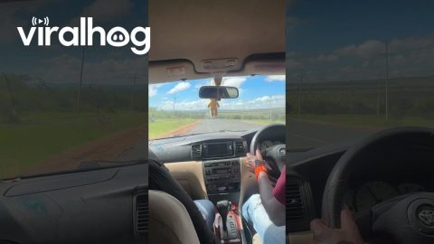 Road Rules Are Just a Suggestion in Kenya || ViralHog