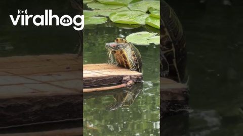 Turtle Falls Off Log After Heroic Climbing Attempt || ViralHog