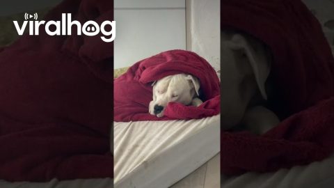 Mastiff Relaxes on Warm and Cozy Mattress || ViralHog