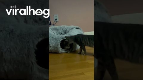 Small Purrticle Collider || ViralHog