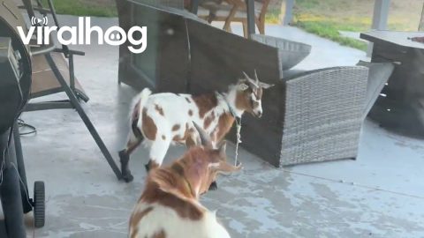 Basset Hound Releases Cat's Daily Catch || ViralHog