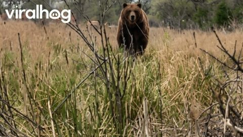 Bear Runs at Turkey Hunters || ViralHog