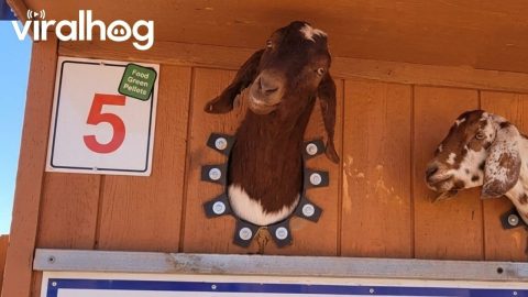Goat Kissing Booth || ViralHog