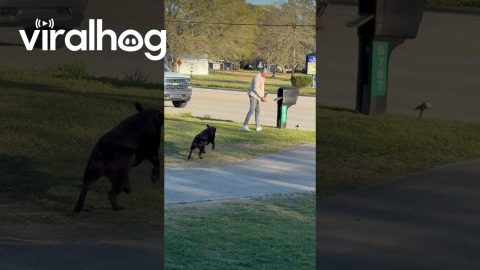 Chocolate Lab Takes Mail Delivery Job Seriously || ViralHog