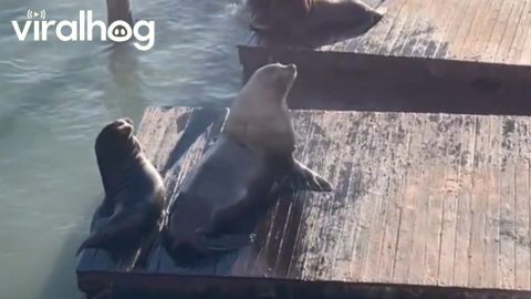 Massive Sea Lion Owns the Pier || ViralHog