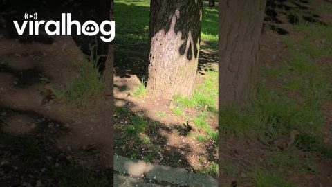 Wood Duckling Bravely Leap From Tree Nest || ViralHog