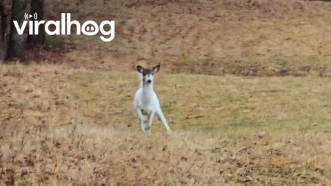 Piebald Whitetail Deer in Maine || ViralHog