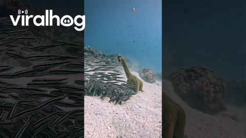 Catfish Feeding Ball Meets a Toy Dinosaur || ViralHog