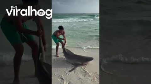 Man Rescues a Beached Shark || ViralHog