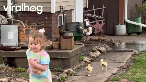 Toddler Playing in Mud Puddles With Two Baby Ducks || ViralHog