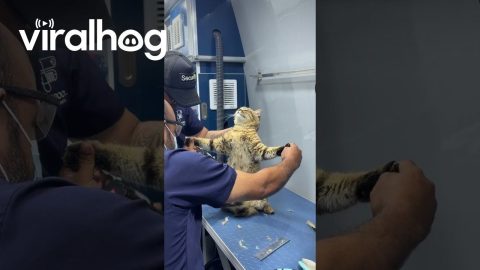 Cat Has Spiritual Experience at the Groomer || ViralHog