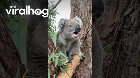 Grumpy Koala Bellows at New Neighbour || ViralHog