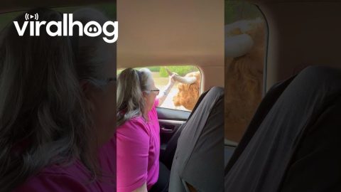 Tender Cow With a Long Tongue || ViralHog