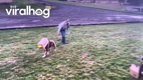 Boxer Dog Stuck in the Box || ViralHog