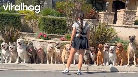 Long Line of Extra Good Dogs Sitting on Sidewalk || ViralHog